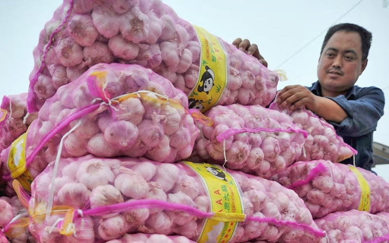 Quy định pháp lý về thủ tục nhập khẩu tỏi Trung Quốc